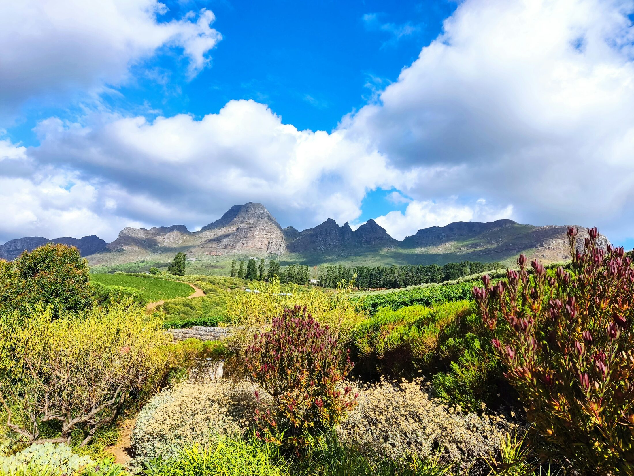 Cape Winelands